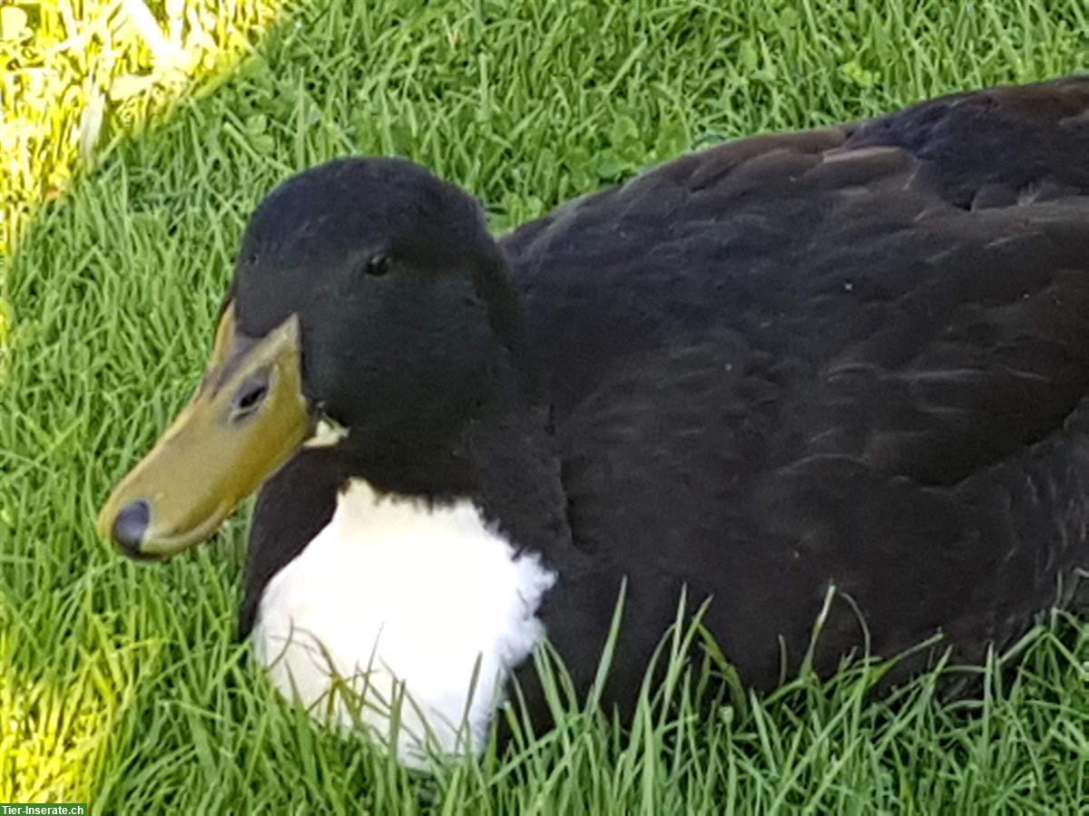 Bild 2: Weibliche Pommernente GESUCHT