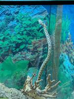Männliche Hakennasennatter Heterodon zu verkaufen