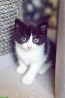 Junge Katzen suchen ein liebevolles Zuhause