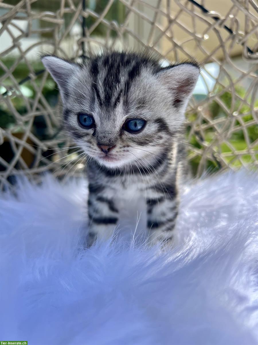 BKH Kitten Silver Tabby (Whiskas) suchen neues Zuhause