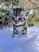BKH Kitten Silver Tabby (Whiskas) suchen neues Zuhause