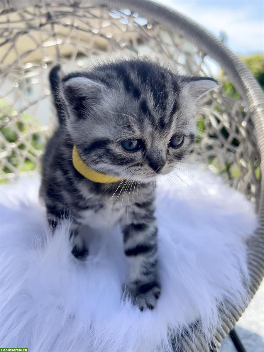 Bild 2: BKH Kitten Silver Tabby (Whiskas) suchen neues Zuhause