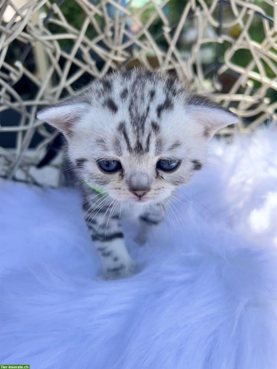 Bild 3: BKH Kitten Silver Tabby (Whiskas) suchen neues Zuhause