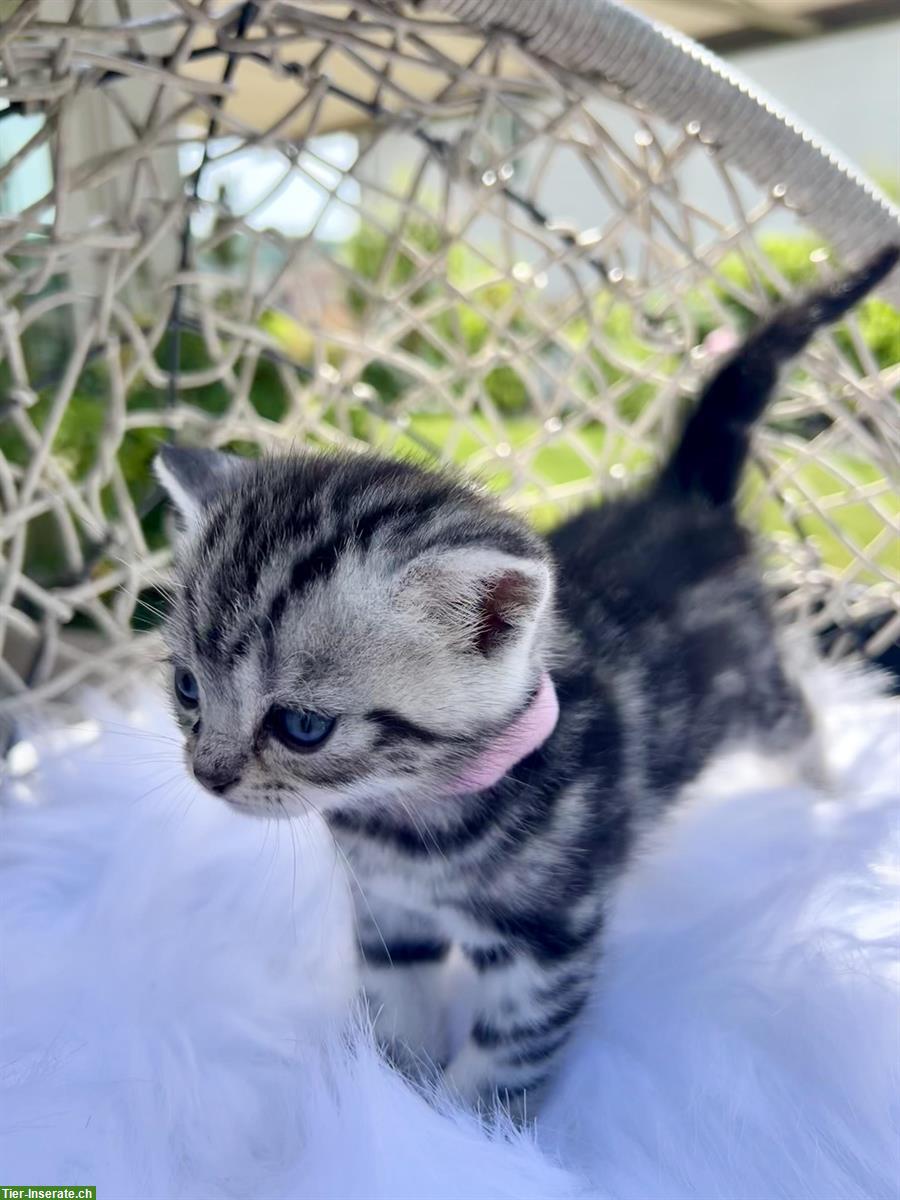 Bild 4: BKH Kitten Silver Tabby (Whiskas) suchen neues Zuhause
