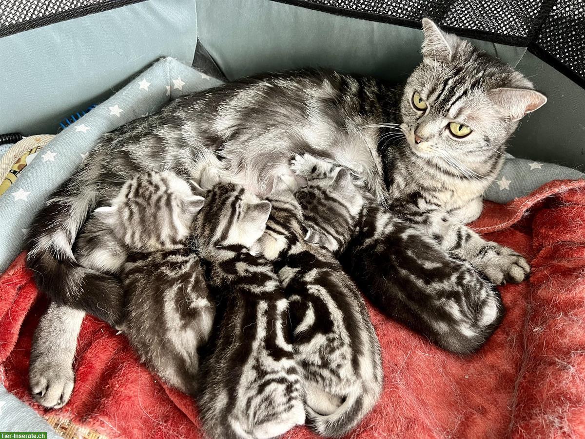 Bild 5: BKH Kitten Silver Tabby (Whiskas) suchen neues Zuhause