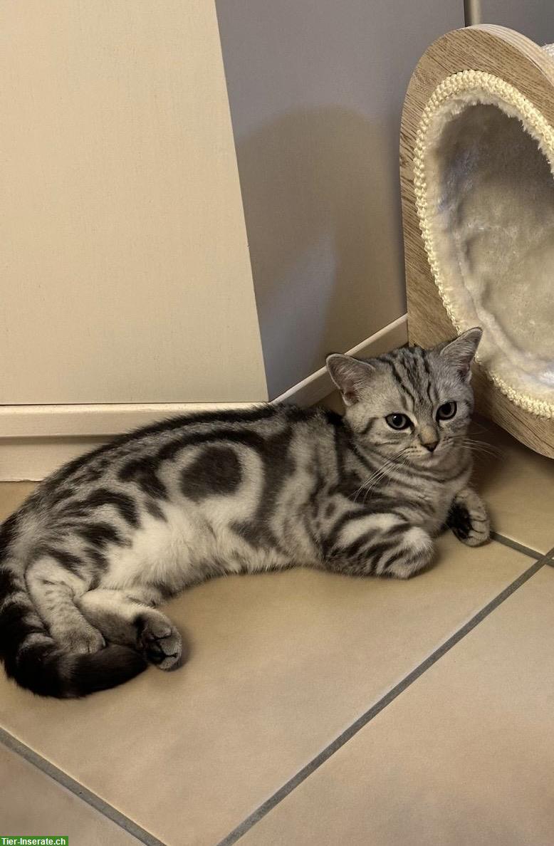 Bild 6: BKH Kitten Silver Tabby (Whiskas) suchen neues Zuhause