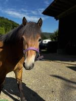 Hübsche Pony Stute, 1.20cm, sehr brav