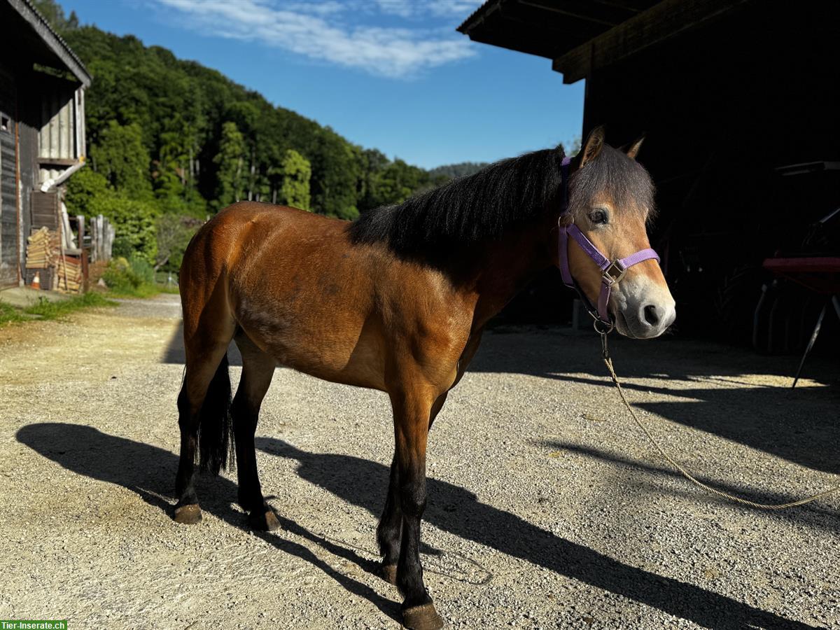 Bild 3: Hübsche Pony Stute, 1.20cm, sehr brav