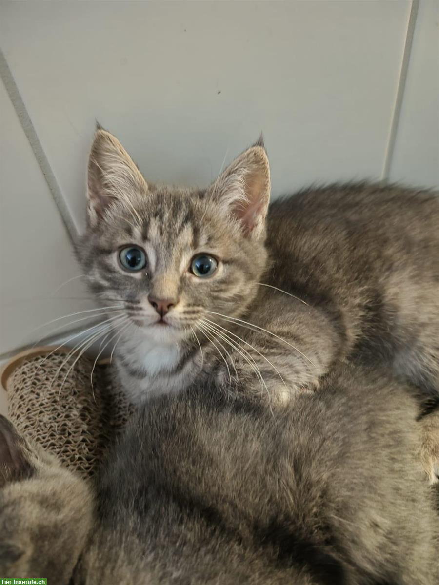 Zutrauliches Katzenbaby, weiblich sucht Platz
