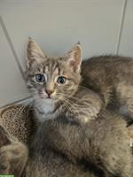 Zutrauliches Katzenbaby, weiblich sucht Platz