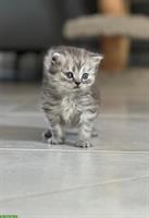BKH/BLH Kitten (m/w) - ab Mitte Juli abgabebereit