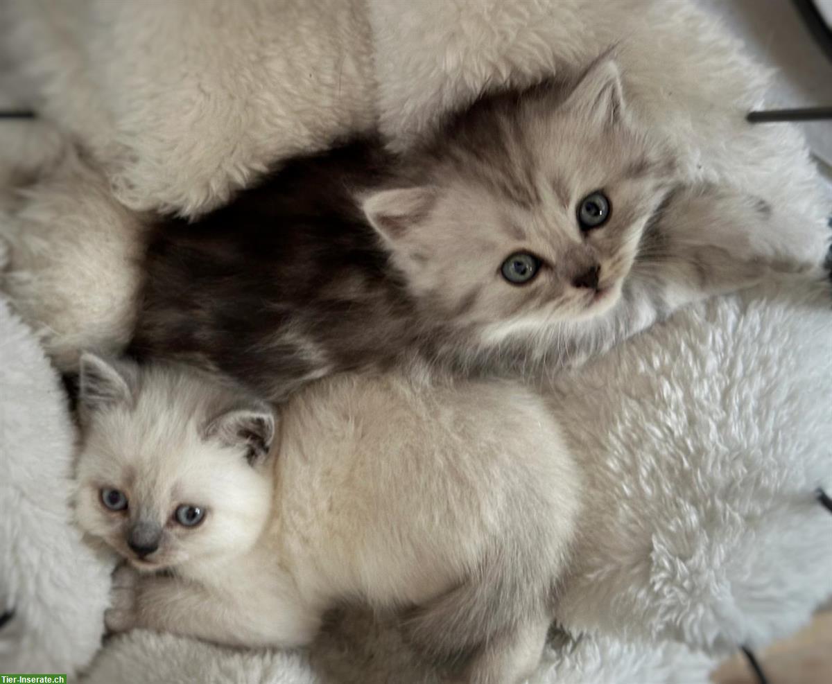 Bild 2: BKH/BLH Kitten (m/w) - ab Mitte Juli abgabebereit