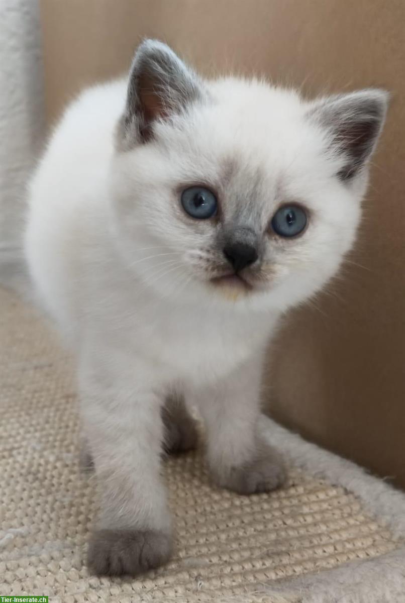 Bild 4: BKH/BLH Kitten (m/w) - ab Mitte Juli abgabebereit