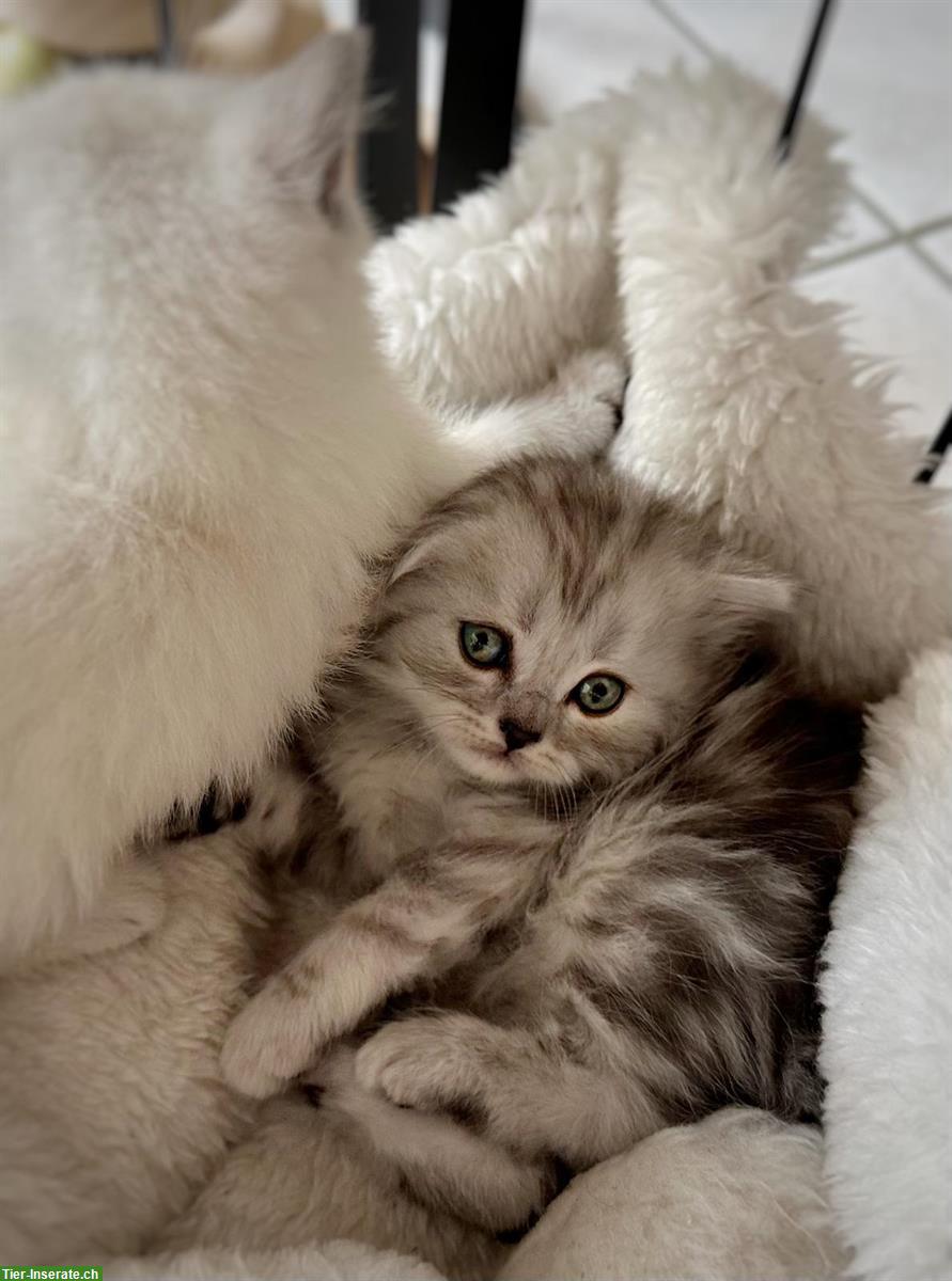 Bild 5: BKH/BLH Kitten (m/w) - ab Mitte Juli abgabebereit