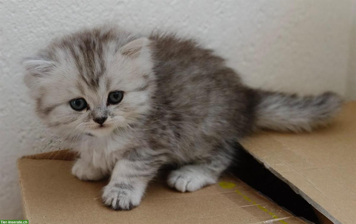 Bild 6: BKH/BLH Kitten (m/w) - ab Mitte Juli abgabebereit