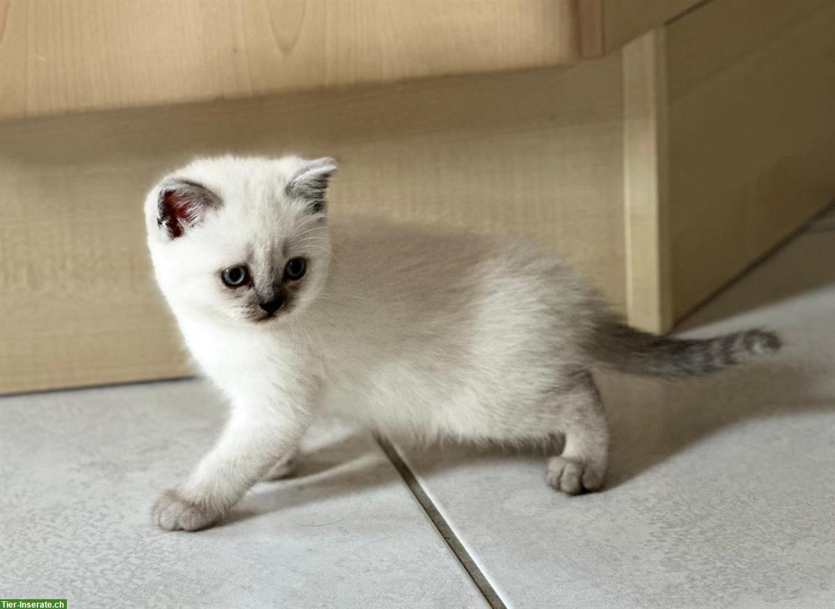 Bild 7: BKH/BLH Kitten (m/w) - ab Mitte Juli abgabebereit