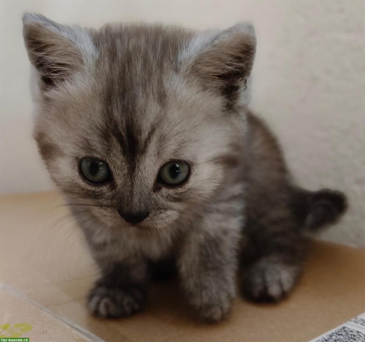 Bild 8: BKH/BLH Kitten (m/w) - ab Mitte Juli abgabebereit