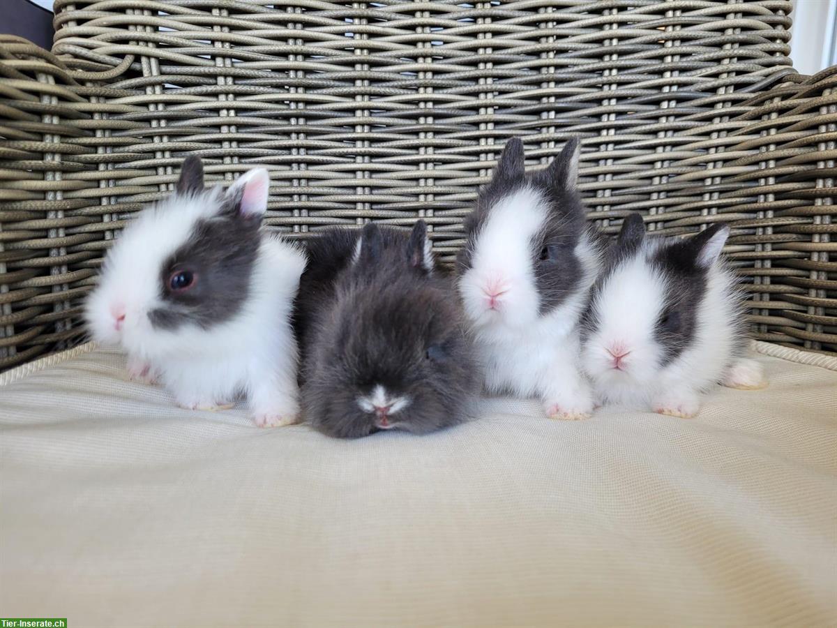 Bild 2: Kleinbleibende Zwerghäsli 🐰 Teddy x Farbenzwergli