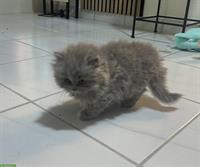 Britisch Langhaar Katzenbaby sucht ein Zuhause