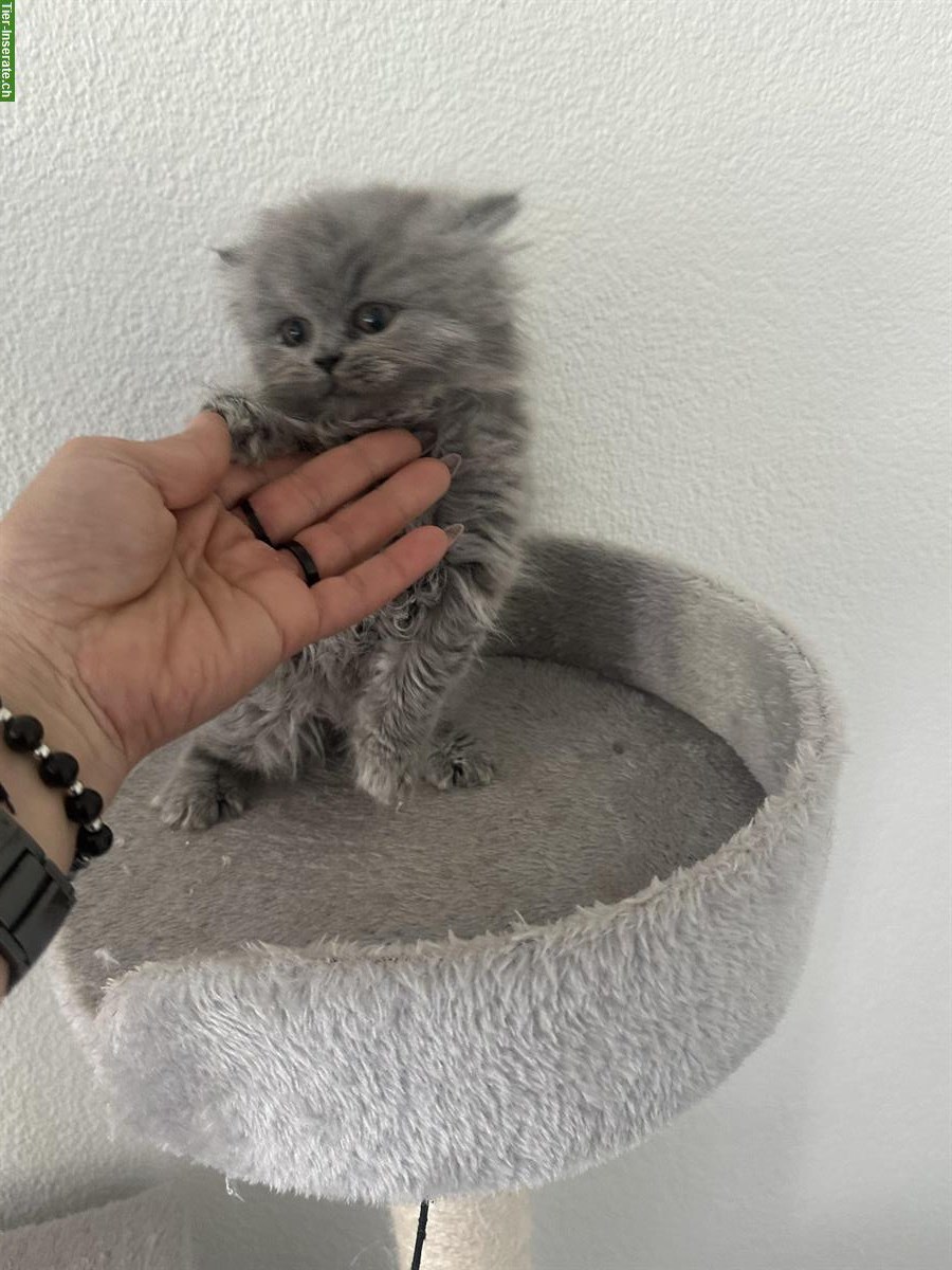 Bild 2: Britisch Langhaar Katzenbaby sucht ein Zuhause