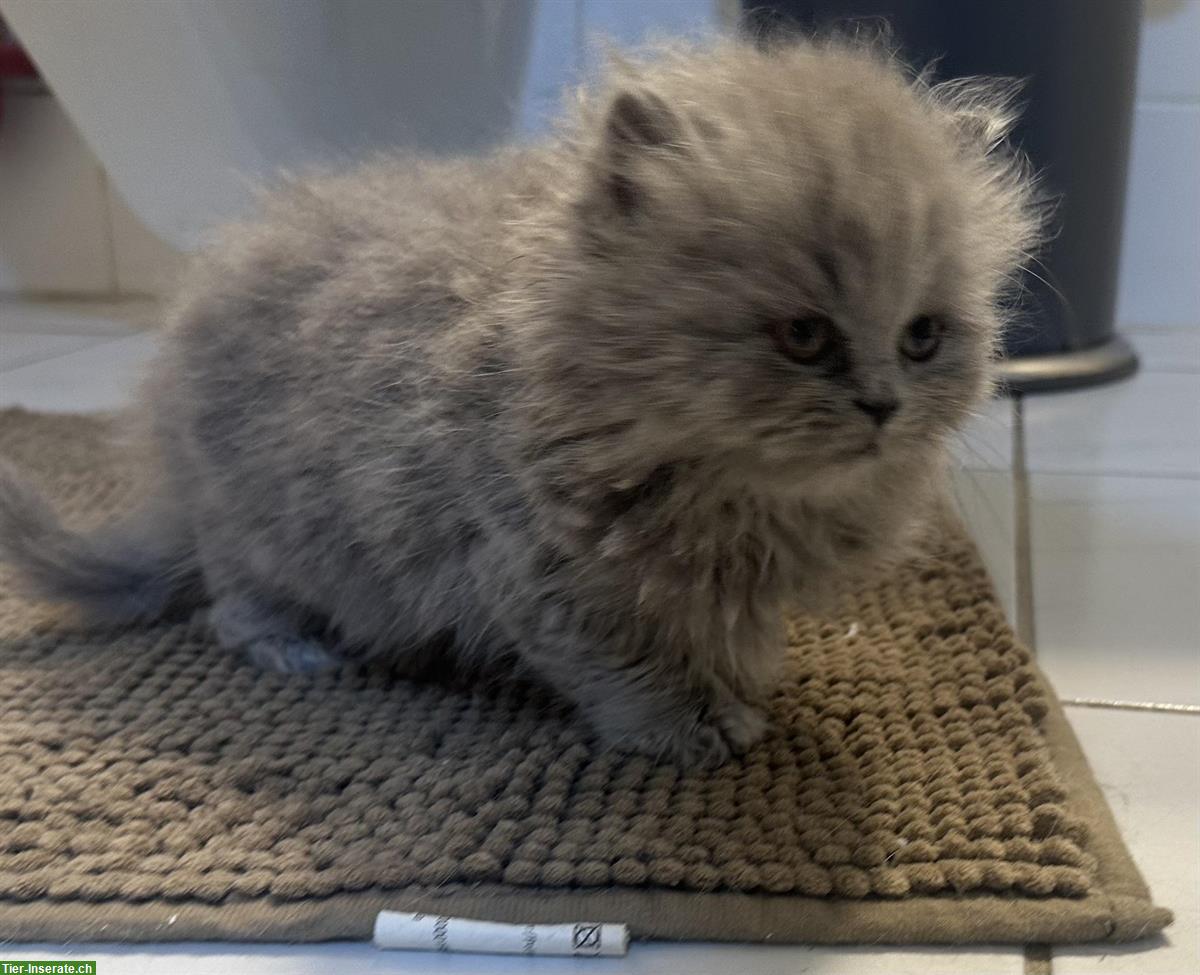 Bild 3: Britisch Langhaar Katzenbaby sucht ein Zuhause