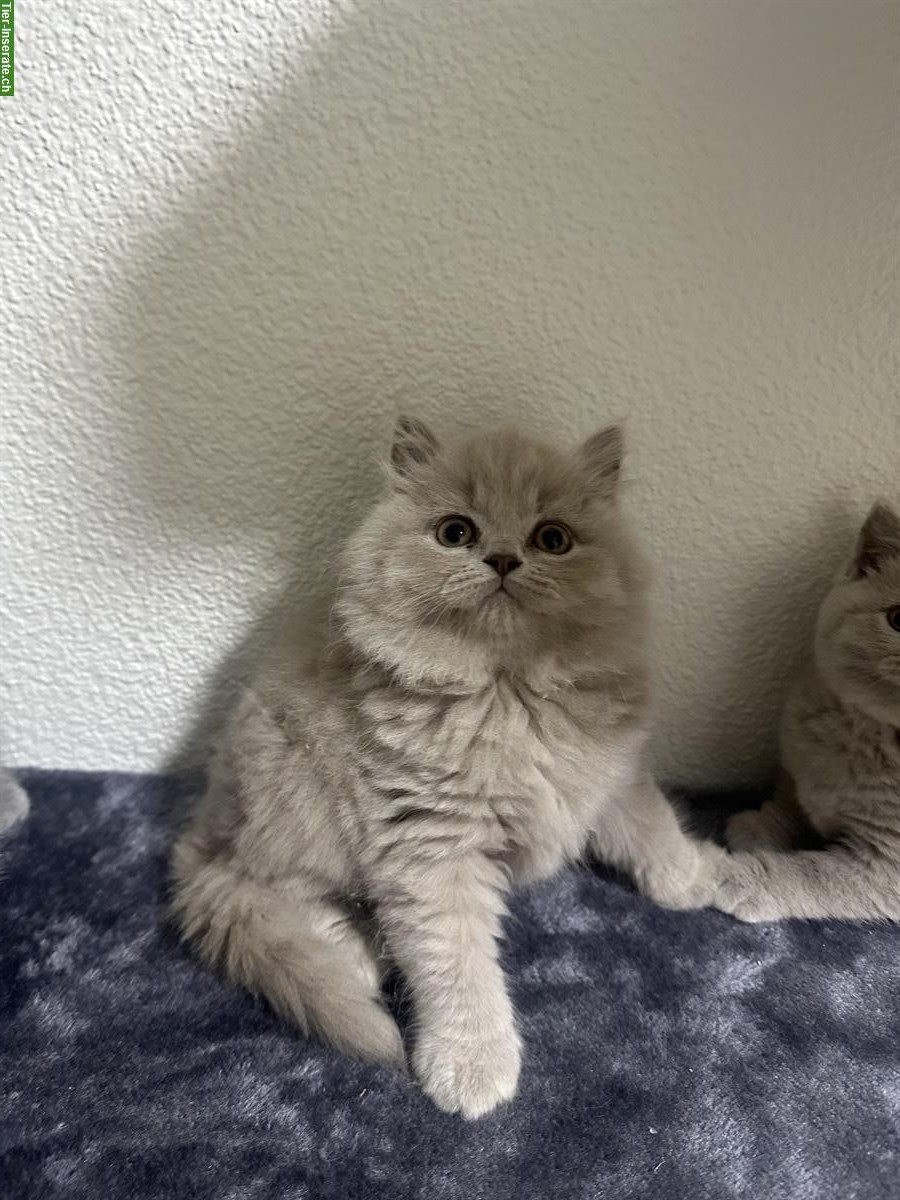 Bild 4: Britisch Langhaar Katzenbaby sucht ein Zuhause