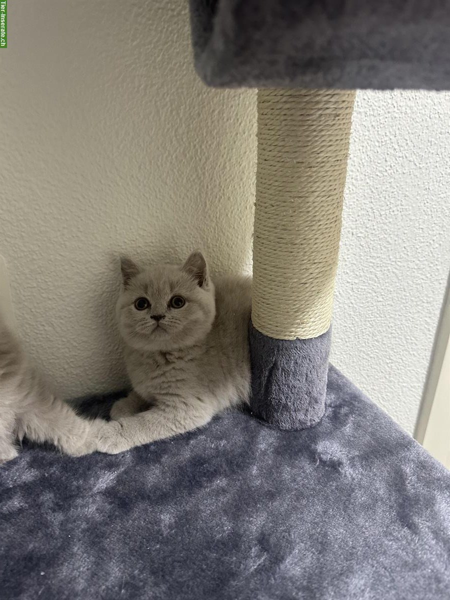 Bild 5: Britisch Langhaar Katzenbaby sucht ein Zuhause