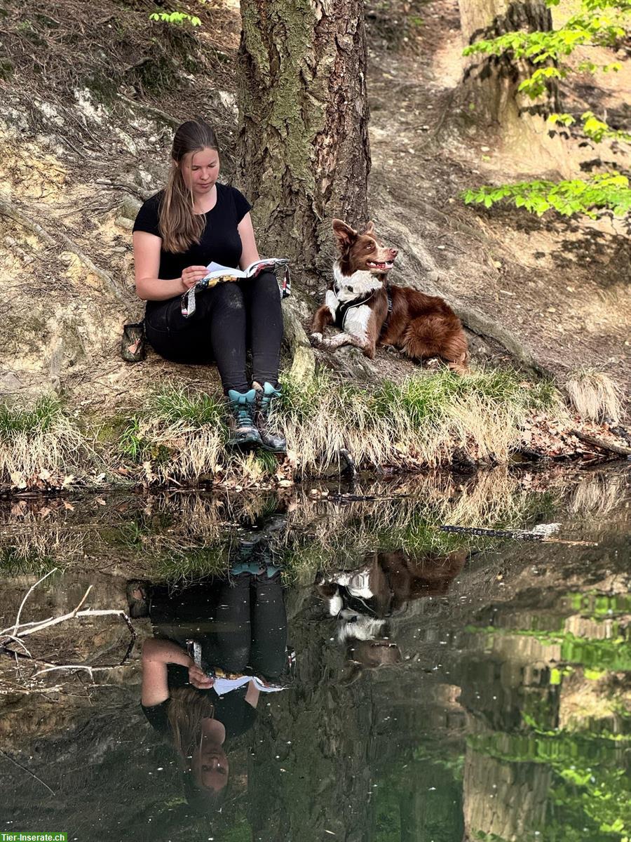 Bild 10: Suche Stelle als Pferdepflegerin oder mit Hunden ab September