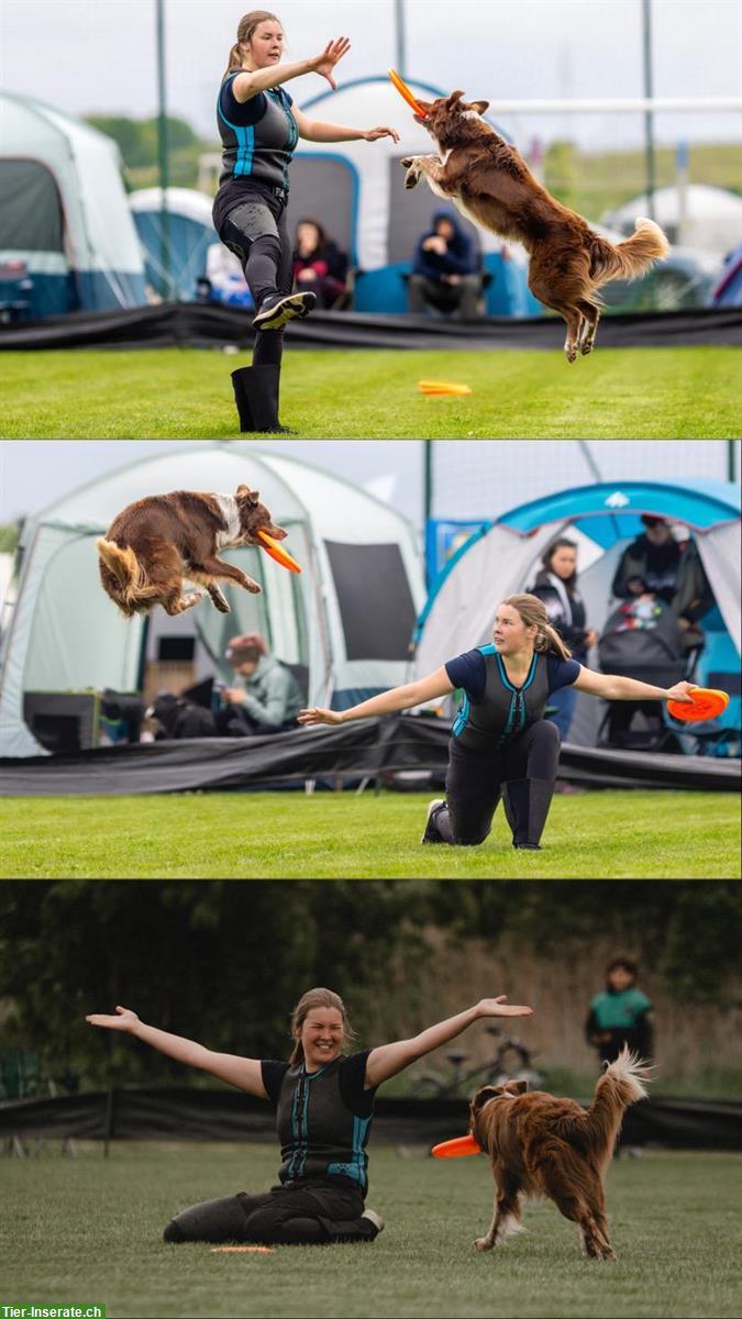 Bild 4: Suche Stelle als Pferdepflegerin oder mit Hunden ab September
