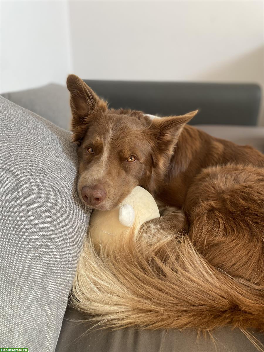 Bild 7: Suche Stelle als Pferdepflegerin oder mit Hunden ab September