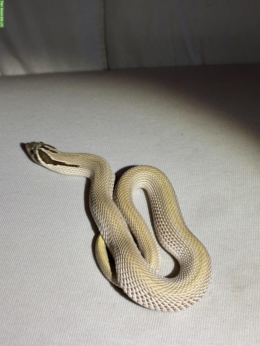Hakennasennatter Anaconda, Superconda, ... zu verkaufen