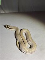 Hakennasennatter Anaconda, Superconda, ... zu verkaufen