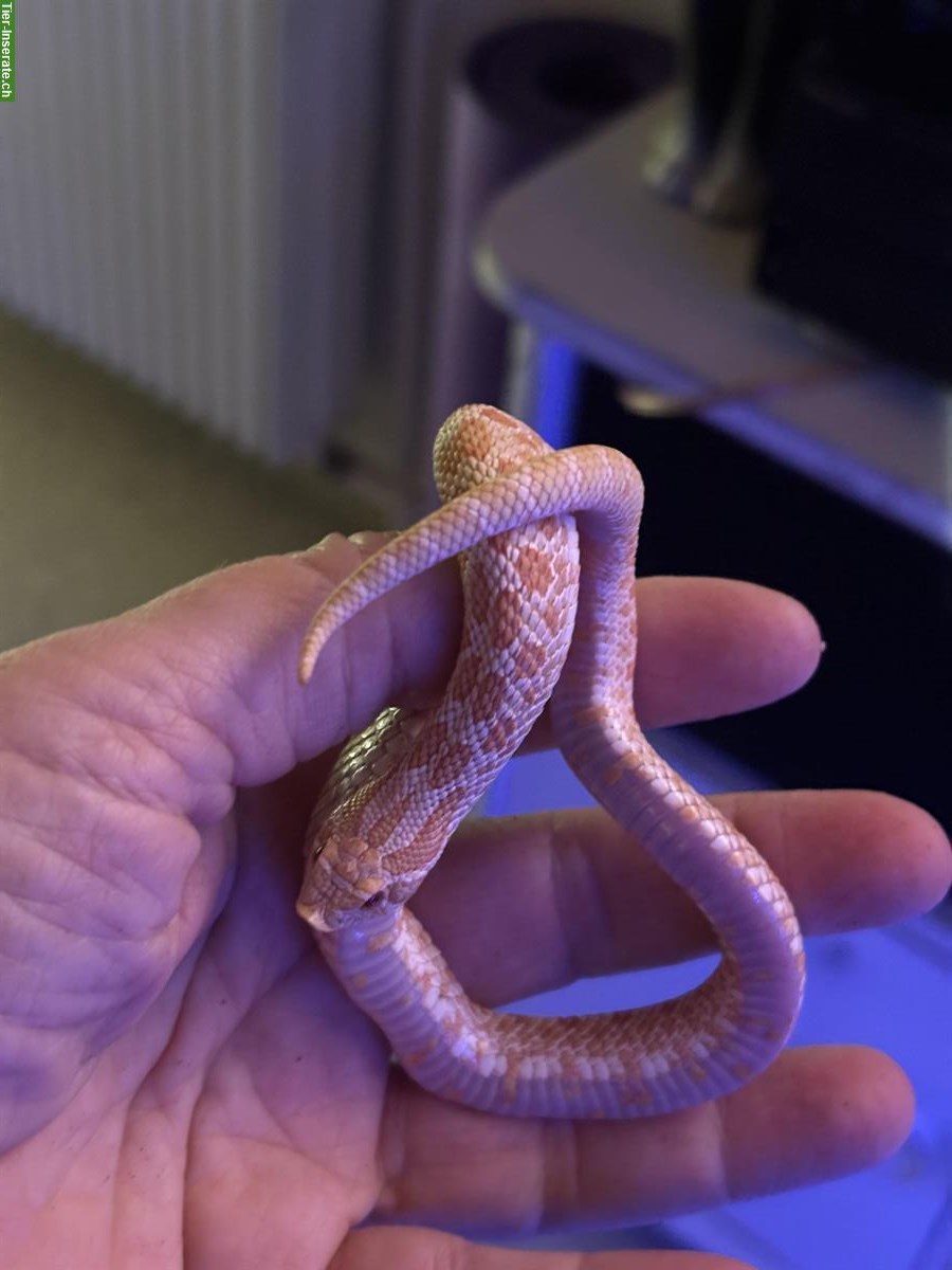 Bild 2: Hakennasennatter Anaconda, Superconda, ... zu verkaufen