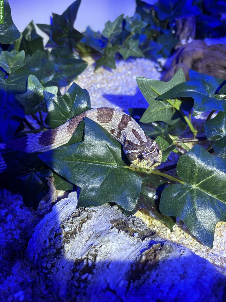 Bild 3: Hakennasennatter Anaconda, Superconda, ... zu verkaufen