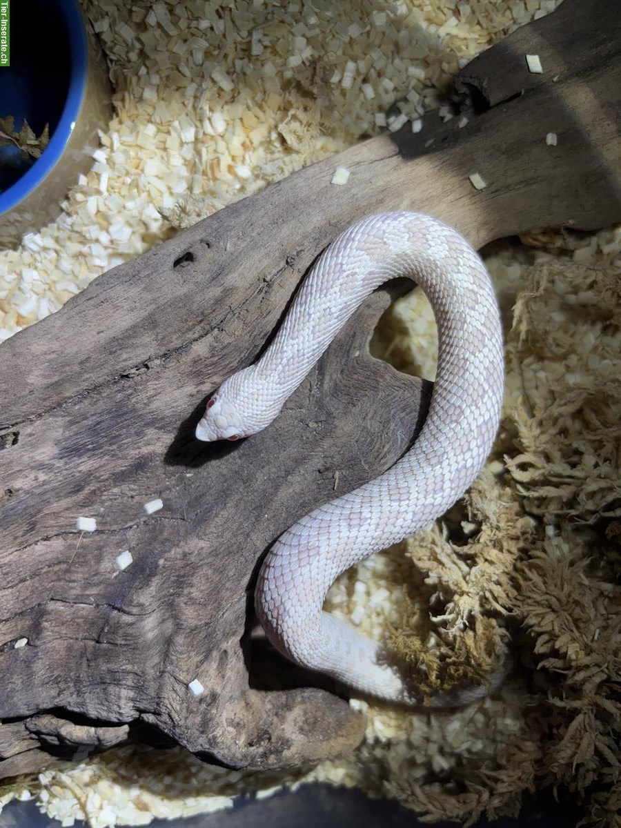 Bild 4: Hakennasennatter Anaconda, Superconda, ... zu verkaufen