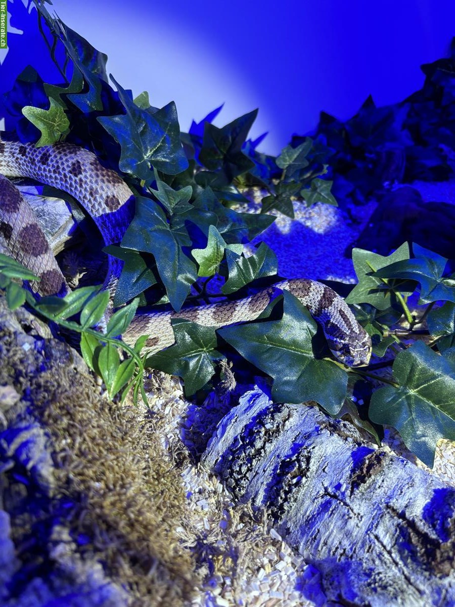 Bild 5: Hakennasennatter Anaconda, Superconda, ... zu verkaufen