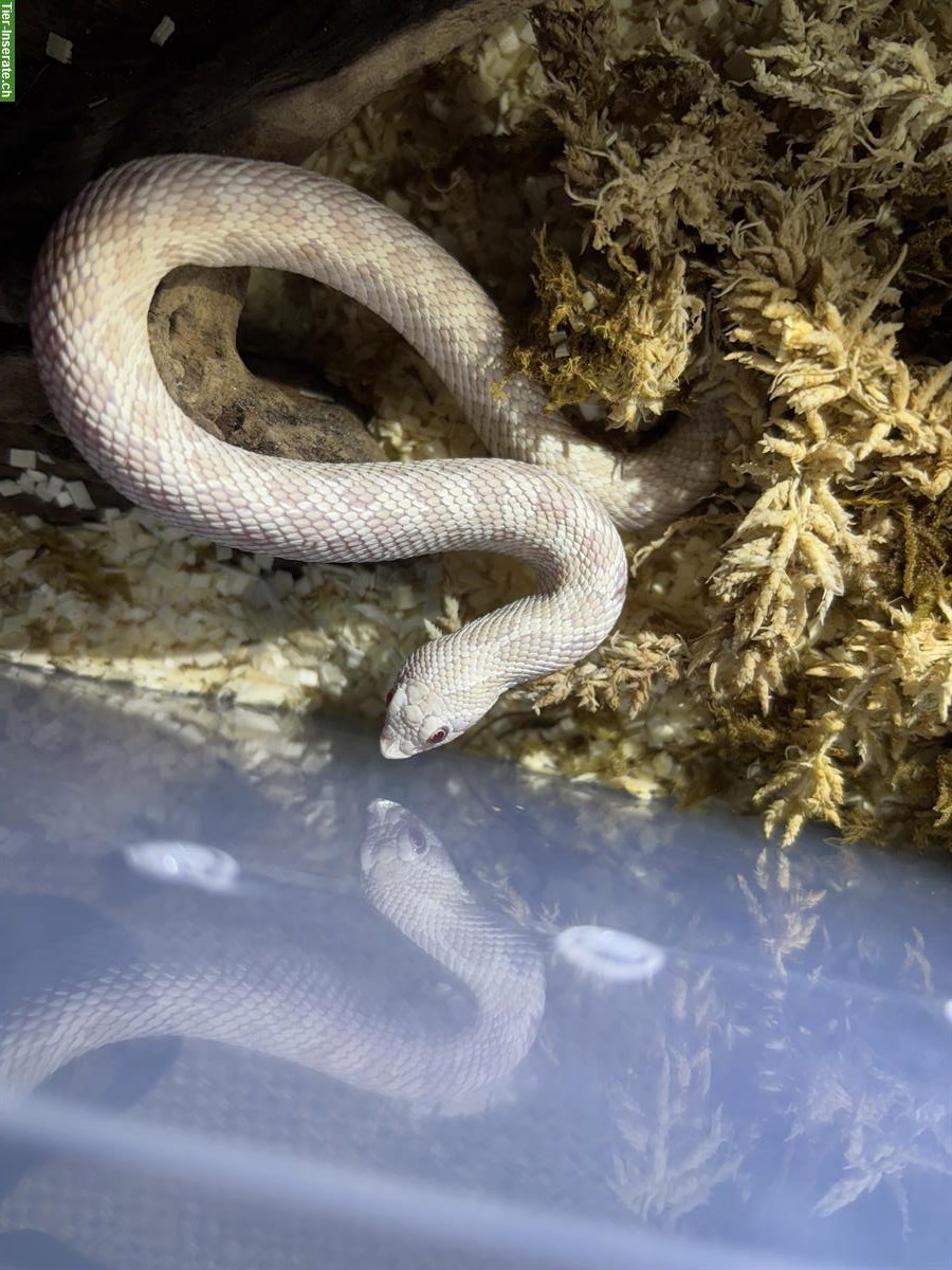 Bild 6: Hakennasennatter Anaconda, Superconda, ... zu verkaufen