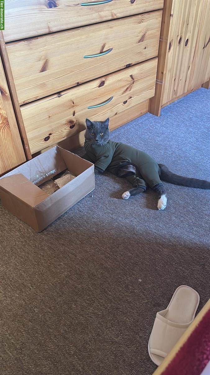 Britisch x Maine Coon Mix Kater sucht Zuhause
