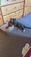 Britisch x Maine Coon Mix Kater sucht Zuhause