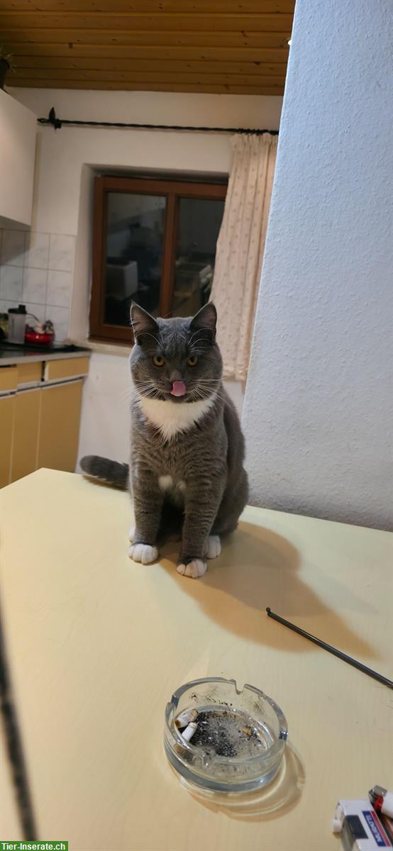 Bild 2: Britisch x Maine Coon Mix Kater sucht Zuhause