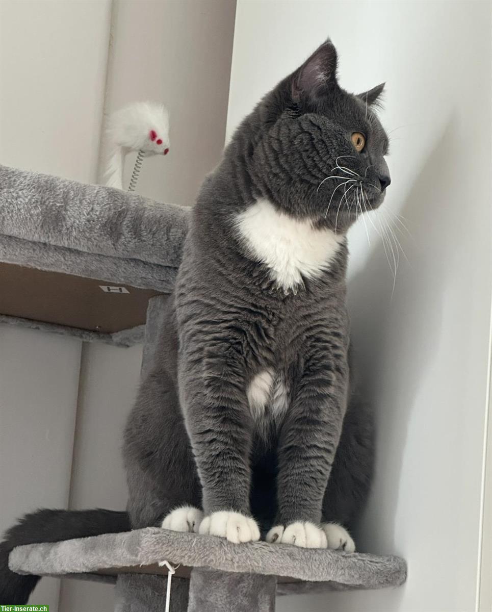 Bild 3: Britisch x Maine Coon Mix Kater sucht Zuhause