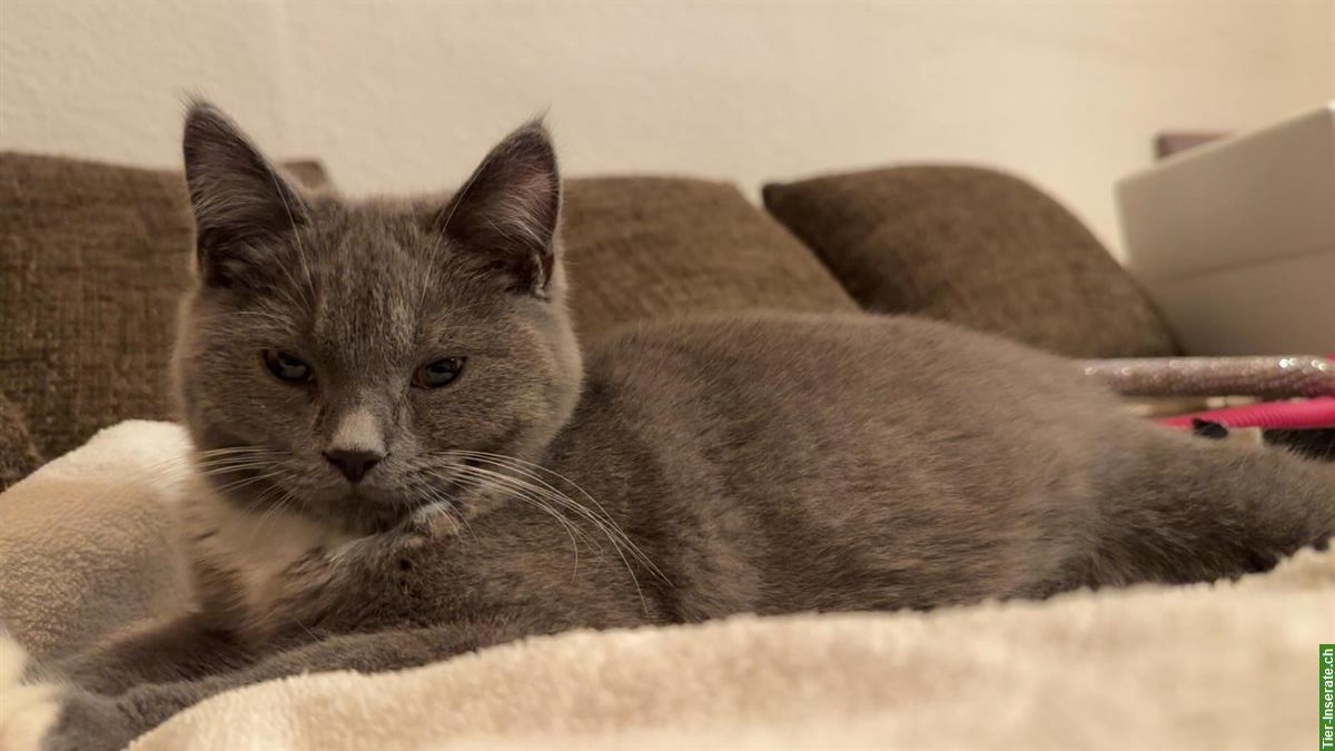 Bild 4: Britisch x Maine Coon Mix Kater sucht Zuhause