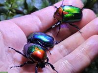 Flower beetles for sale