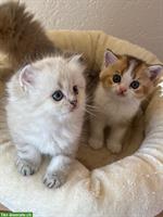 Reinrassige BKH / BLH Kitten mit Stammbaum