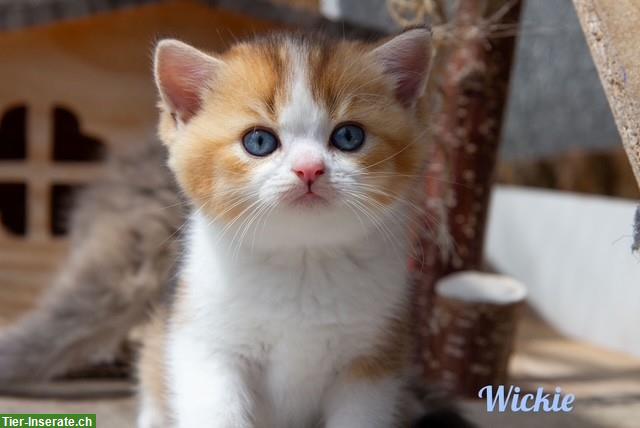Bild 3: Reinrassige BKH / BLH Kitten mit Stammbaum