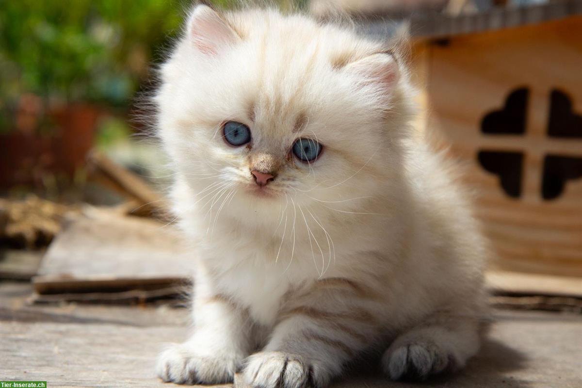 Bild 5: Reinrassige BKH / BLH Kitten mit Stammbaum