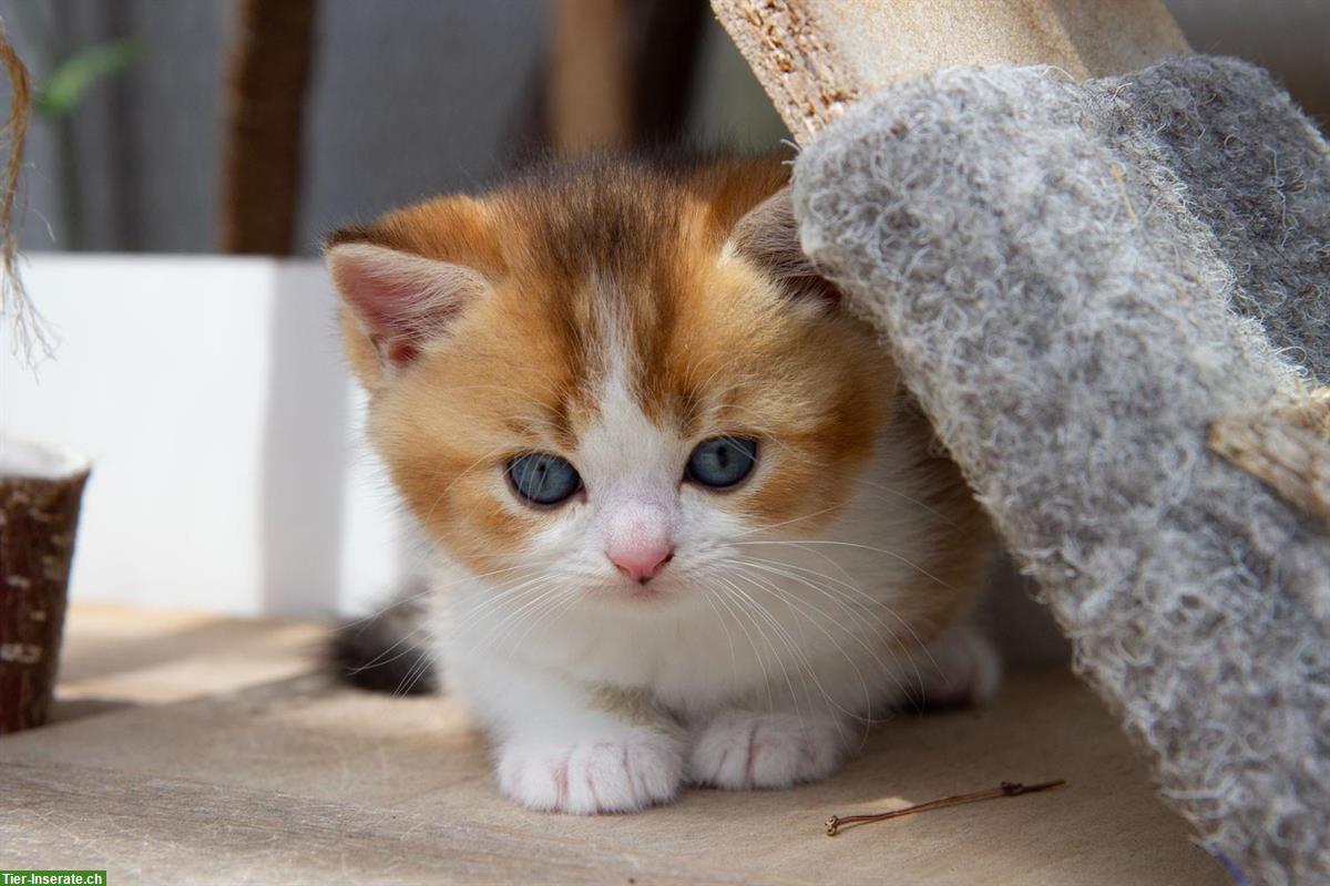 Bild 6: Reinrassige BKH / BLH Kitten mit Stammbaum