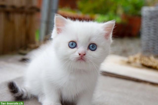Bild 7: Reinrassige BKH / BLH Kitten mit Stammbaum