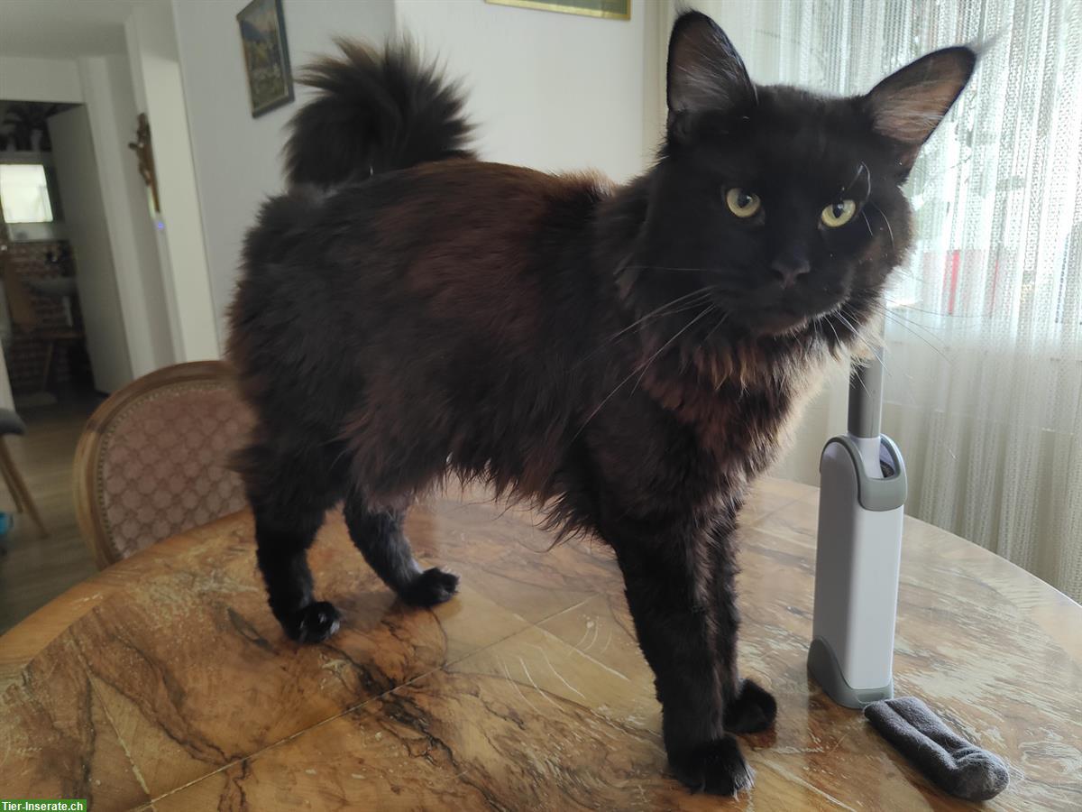 Typvoller Maine Coon Deckkater - black smoke, mit Stammbaum