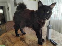 Typvoller Maine Coon Deckkater - black smoke, mit Stammbaum